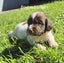 English Springer Spaniel Puppies Carousel 4