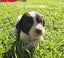 English Springer Spaniel Puppies Carousel 6
