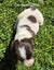 English Springer Spaniel Puppies Carousel 7