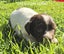 English Springer Spaniel Puppies Carousel 8
