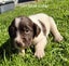 English Springer Spaniel Puppies Carousel 10