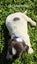English Springer Spaniel Puppies Carousel 11