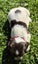 English Springer Spaniel Puppies Carousel 14