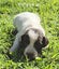 English Springer Spaniel Puppies Carousel 16