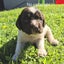 English Springer Spaniel Puppies Carousel 17
