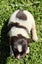 English Springer Spaniel Puppies Carousel 18