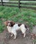 English Springer Spaniel Puppies Carousel 20
