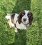 English Springer Spaniel Puppies Carousel 19