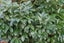 Prunus Laurocerasus - Cherry Laurel Carousel 1