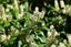 Prunus Laurocerasus - Cherry Laurel Carousel 2
