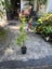 Prunus Laurocerasus - Cherry Laurel Carousel 3