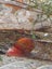 Ramshorn snails Carousel 1