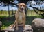 ADOPTED **Missy** Diego's Rescue Carousel 1