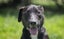 ADOPTED **Carlos** Diego's Rescue Carousel 3