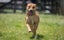 ADOPTED **Missy** Diego's Rescue Carousel 2