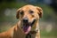 ADOPTED **Missy** Diego's Rescue Carousel 3