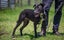 ADOPTED **Carlos** Diego's Rescue Carousel 5
