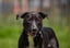 ADOPTED **Carlos** Diego's Rescue Carousel 2