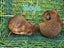 Young Guinea pigs available Carousel 4