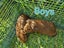Young Guinea pigs available Carousel 5
