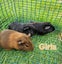 Young Guinea pigs available Carousel 1
