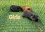 Young Guinea pigs available Carousel 3