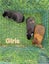 Young Guinea pigs available Carousel 6