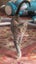 HUMANE SOCIETY RESCUE KITTENS Carousel 3