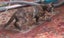 HUMANE SOCIETY RESCUE KITTENS Carousel 4