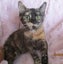 HUMANE SOCIETY RESCUE KITTENS Carousel 1