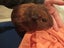 Baby guinea pigs Carousel 1