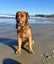 Purebred Red Golden Retriever Stud. Carousel 2