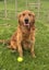 Purebred Red Golden Retriever Stud. Carousel 3