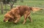 Purebred Red Golden Retriever Stud. Carousel 4