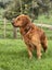 Purebred Red Golden Retriever Stud. Carousel 5