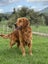 Purebred Red Golden Retriever Stud. Carousel 1