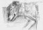 Ray – sweet natured whippet cross, private rehome Carousel 4