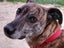Ray – sweet natured whippet cross, private rehome Carousel 2