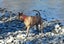 Ray – sweet natured whippet cross, private rehome Carousel 8