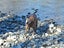 Ray – sweet natured whippet cross, private rehome Carousel 7