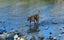 Ray – sweet natured whippet cross, private rehome Carousel 6