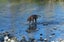 Ray – sweet natured whippet cross, private rehome Carousel 5