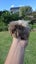 Baby guinea pig Carousel 1