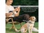 Heavy Duty Retractable Dog Leash With One-Handed Brake Lock Carousel 4