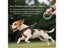 Heavy Duty Retractable Dog Leash With One-Handed Brake Lock Carousel 5