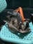 AEG 18V Brushless 7 1/4" Circular Saw BKS18B Carousel 9
