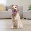 Pet Cat Dog Ears Cover Reduce Noise Barking Anxiety Relief Snood Warm Protector Carousel 7