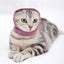 Pet Cat Dog Ears Cover Reduce Noise Barking Anxiety Relief Snood Warm Protector Carousel 10
