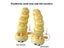 Interactive Cartoon Caterpillar Crawling Toy For Kids Carousel 7