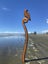 “Tui and Koru 1.65m” Garden Art by Pete Collins Carousel 3
